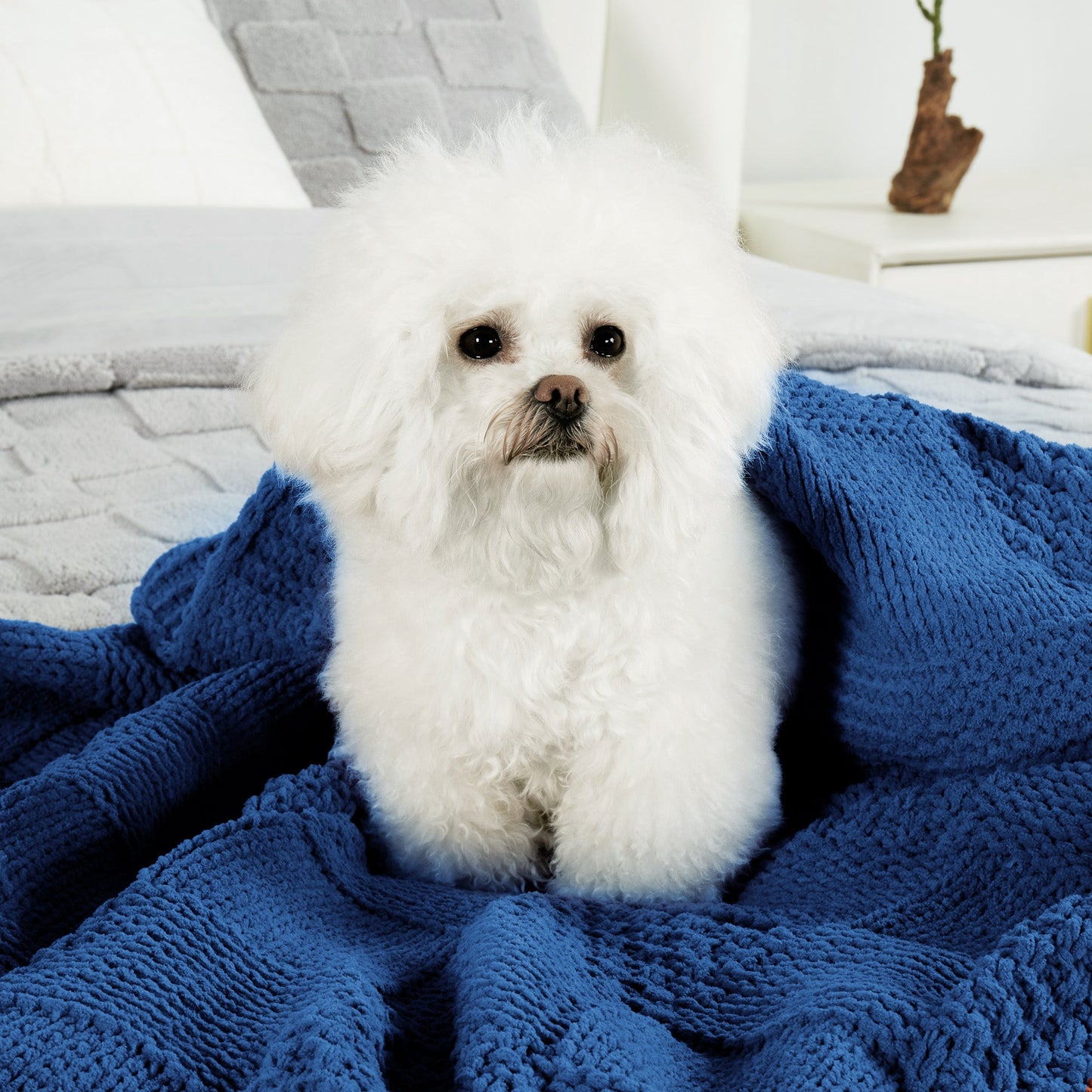 Small dog sitting on Checkered Chenille Knit Throw Blanket in Blue, showcasing soft chenille texture and pet-friendly cozy comfort. #color_Blue